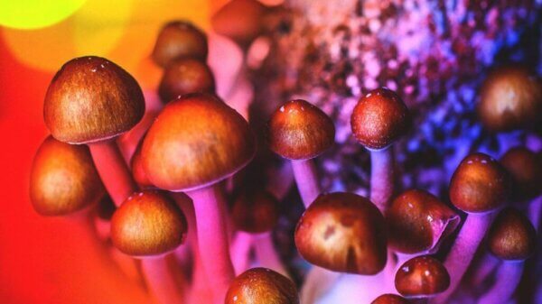 psilocybin1-Clinical Papers & Research